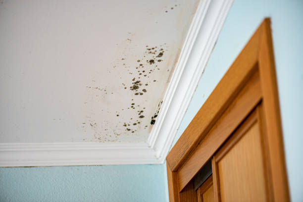 Best Certified Mold Removal  in Manatee Road, FL