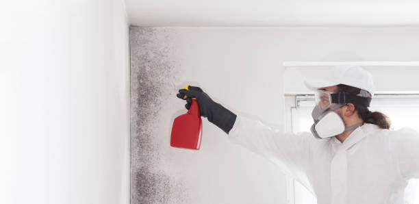 Professional Mold Removal in Manatee Road, FL