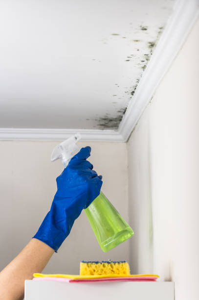 Best Certified Mold Removal  in Manatee Road, FL